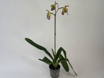Blühende Paphiopedilum lowii var. semi-alba Orchidee im grauen Topf mit mehreren langen, grünen, nach außen geneigten Blättern. Holzstab stützt den Blütenstiel mit drei Blüten, gelblich-grünen Sepalen und purpur-braunen Petalen.